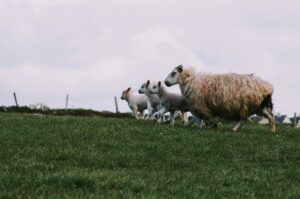 work abroad sheering sheep