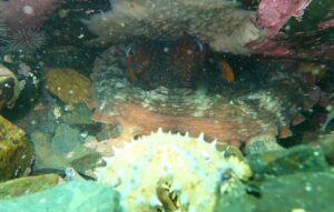 Sabbtical seeing an octopus!