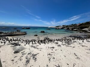 Sabbatical in capetown seeing penguins
