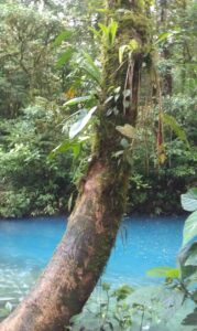 working abroad Rio Celeste